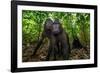 Sulawesi black macaques in woodland, Indonesia-Nick Garbutt-Framed Photographic Print