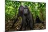 Sulawesi black macaques in woodland, Indonesia-Nick Garbutt-Mounted Photographic Print