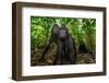 Sulawesi black macaques in woodland, Indonesia-Nick Garbutt-Framed Photographic Print