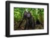 Sulawesi black macaques in woodland, Indonesia-Nick Garbutt-Framed Photographic Print