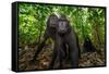 Sulawesi black macaques in woodland, Indonesia-Nick Garbutt-Framed Stretched Canvas