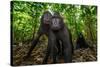 Sulawesi black macaques in woodland, Indonesia-Nick Garbutt-Stretched Canvas
