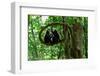 Sulawesi black macaques sitting on branch grooming, Indonesia-Nick Garbutt-Framed Photographic Print