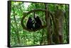 Sulawesi black macaques sitting on branch grooming, Indonesia-Nick Garbutt-Framed Stretched Canvas