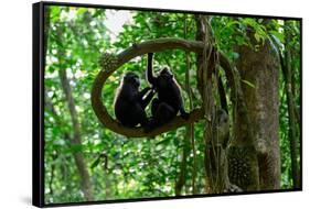 Sulawesi black macaques sitting on branch grooming, Indonesia-Nick Garbutt-Framed Stretched Canvas