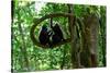 Sulawesi black macaques sitting on branch grooming, Indonesia-Nick Garbutt-Stretched Canvas