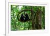 Sulawesi black macaques sitting on branch grooming, Indonesia-Nick Garbutt-Framed Photographic Print