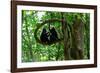 Sulawesi black macaques sitting on branch grooming, Indonesia-Nick Garbutt-Framed Photographic Print