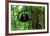 Sulawesi black macaques sitting on branch grooming, Indonesia-Nick Garbutt-Framed Photographic Print