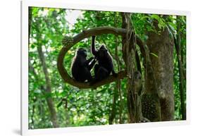 Sulawesi black macaques sitting on branch grooming, Indonesia-Nick Garbutt-Framed Photographic Print