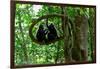 Sulawesi black macaques sitting on branch grooming, Indonesia-Nick Garbutt-Framed Photographic Print