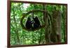 Sulawesi black macaques sitting on branch grooming, Indonesia-Nick Garbutt-Framed Photographic Print