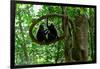 Sulawesi black macaques sitting on branch grooming, Indonesia-Nick Garbutt-Framed Photographic Print