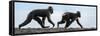 Sulawesi black macaques walking along black sand beach-Nick Garbutt-Framed Stretched Canvas