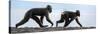 Sulawesi black macaques walking along black sand beach-Nick Garbutt-Stretched Canvas