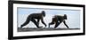 Sulawesi black macaques walking along black sand beach-Nick Garbutt-Framed Photographic Print