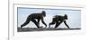 Sulawesi black macaques walking along black sand beach-Nick Garbutt-Framed Photographic Print