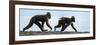 Sulawesi black macaques walking along black sand beach-Nick Garbutt-Framed Photographic Print