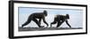 Sulawesi black macaques walking along black sand beach-Nick Garbutt-Framed Photographic Print