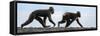 Sulawesi black macaques walking along black sand beach-Nick Garbutt-Framed Stretched Canvas