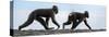 Sulawesi black macaques walking along black sand beach-Nick Garbutt-Stretched Canvas