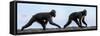 Sulawesi black macaques walking along black sand beach-Nick Garbutt-Framed Stretched Canvas