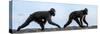 Sulawesi black macaques walking along black sand beach-Nick Garbutt-Stretched Canvas