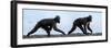 Sulawesi black macaques walking along black sand beach-Nick Garbutt-Framed Photographic Print