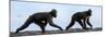 Sulawesi black macaques walking along black sand beach-Nick Garbutt-Mounted Photographic Print