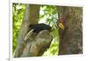 Sulawesi Knobbed Hornbill Male Adult at Nest Hole About to Pass Fig to Female Inside, Indonesia-David Slater-Framed Photographic Print