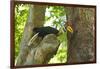 Sulawesi Knobbed Hornbill Male Adult at Nest Hole About to Pass Fig to Female Inside, Indonesia-David Slater-Framed Photographic Print