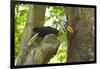 Sulawesi Knobbed Hornbill Male Adult at Nest Hole About to Pass Fig to Female Inside, Indonesia-David Slater-Framed Photographic Print