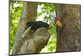 Sulawesi Knobbed Hornbill Male Adult at Nest Hole About to Pass Fig to Female Inside, Indonesia-David Slater-Mounted Photographic Print