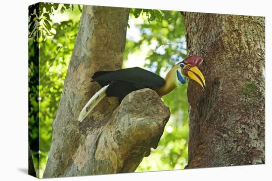 Sulawesi Knobbed Hornbill Male Adult at Nest Hole About to Pass Fig to Female Inside, Indonesia-David Slater-Stretched Canvas