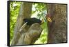 Sulawesi Knobbed Hornbill Male Adult at Nest Hole About to Pass Fig to Female Inside, Indonesia-David Slater-Framed Stretched Canvas