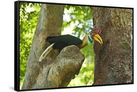 Sulawesi Knobbed Hornbill Male Adult at Nest Hole About to Pass Fig to Female Inside, Indonesia-David Slater-Framed Stretched Canvas