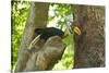 Sulawesi Knobbed Hornbill Male Adult at Nest Hole About to Pass Fig to Female Inside, Indonesia-David Slater-Stretched Canvas