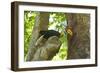 Sulawesi Knobbed Hornbill Male Adult at Nest Hole About to Pass Fig to Female Inside, Indonesia-David Slater-Framed Photographic Print