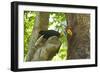 Sulawesi Knobbed Hornbill Male Adult at Nest Hole About to Pass Fig to Female Inside, Indonesia-David Slater-Framed Photographic Print