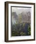 Sulawesi Tangkoko Rainforest, Sulawesi-Connie Bransilver-Framed Photographic Print