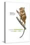 Sulawesi Tarsier or Spectral Tarsier (Tarsius Tarsier), Primate, Mammals-Encyclopaedia Britannica-Stretched Canvas