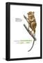 Sulawesi Tarsier or Spectral Tarsier (Tarsius Tarsier), Primate, Mammals-Encyclopaedia Britannica-Framed Poster