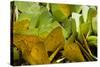 Sulfur Butterflies on Mineral Lick, Yasuni NP, Amazon, Ecuador-Pete Oxford-Stretched Canvas