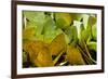 Sulfur Butterflies on Mineral Lick, Yasuni NP, Amazon, Ecuador-Pete Oxford-Framed Photographic Print