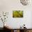 Sulfur Butterflies on Mineral Lick, Yasuni NP, Amazon, Ecuador-Pete Oxford-Photographic Print displayed on a wall