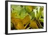 Sulfur Butterflies on Mineral Lick, Yasuni NP, Amazon, Ecuador-Pete Oxford-Framed Photographic Print