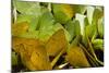 Sulfur Butterflies on Mineral Lick, Yasuni NP, Amazon, Ecuador-Pete Oxford-Mounted Photographic Print