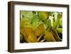 Sulfur Butterflies on Mineral Lick, Yasuni NP, Amazon, Ecuador-Pete Oxford-Framed Photographic Print