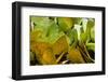 Sulfur Butterflies on Mineral Lick, Yasuni NP, Amazon, Ecuador-Pete Oxford-Framed Photographic Print