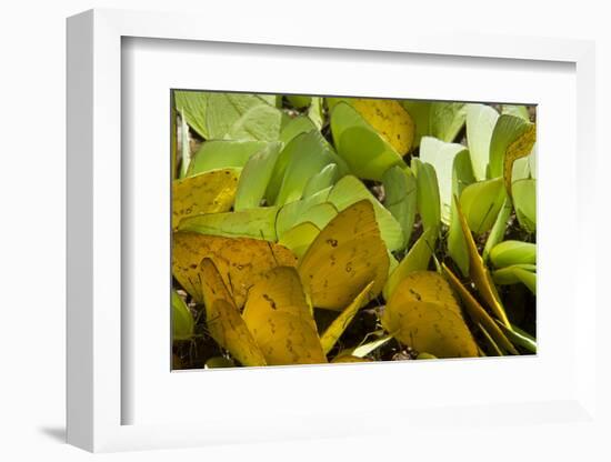 Sulfur Butterflies on Mineral Lick, Yasuni NP, Amazon, Ecuador-Pete Oxford-Framed Photographic Print